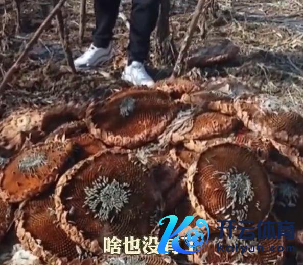 百亩向日葵遭哄抢4东谈主已被拘 警方介入探问